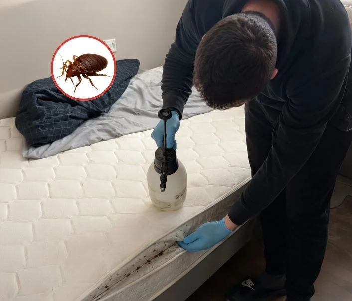 Technicien traitant un matelas contre les punaises de lit à Maisse